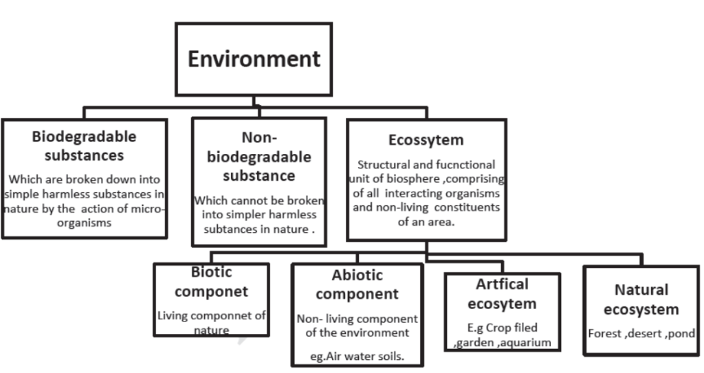 our environment assignment class 10