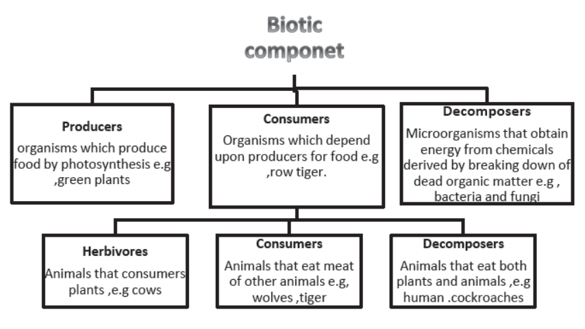 Chapter 15 Our Environment Class 10 Science Notes