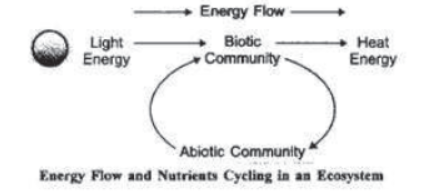 Chapter 15 Our Environment Class 10 Science Notes