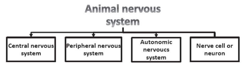 Chapter 7 Control and Coordination Class 10 Science Notes