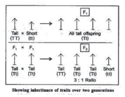 Chapter 9 Heredity And Evolution Class 10 Science Notes