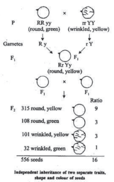 Chapter 9 Heredity And Evolution Class 10 Science Notes