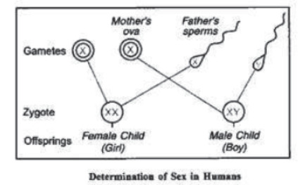 Chapter 9 Heredity And Evolution Class 10 Science Notes