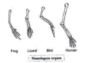 Heredity and Evolution Class 10 Notes PDF Free Download