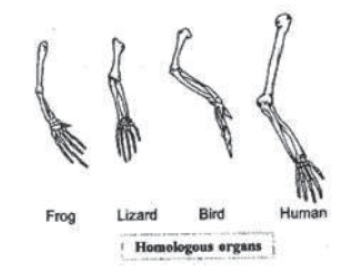 Chapter 9 Heredity And Evolution Class 10 Science Notes