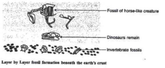 Chapter 9 Heredity And Evolution Class 10 Science Notes