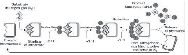 Notes Chapter 12 Mineral Nutrition