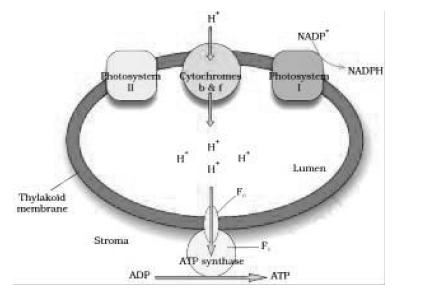 Notes Chapter 13 Photosynthesis in Higher Plants