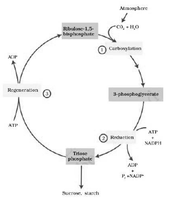 Notes Chapter 13 Photosynthesis in Higher Plants