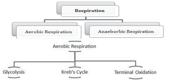 Notes Chapter 14 Respiration in Plants
