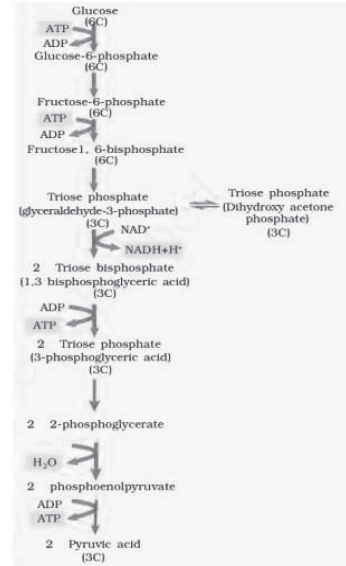 Notes Chapter 14 Respiration in Plants