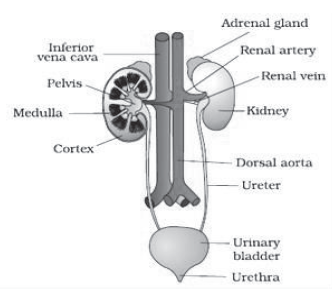 Notes Chapter 19 Excretory Products and their Elimination