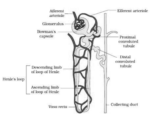 Notes Chapter 19 Excretory Products and their Elimination