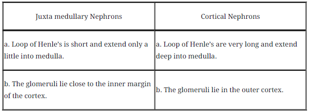 Notes Chapter 19 Excretory Products and their Elimination