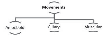 Notes Chapter 20 Locomotion and Movement