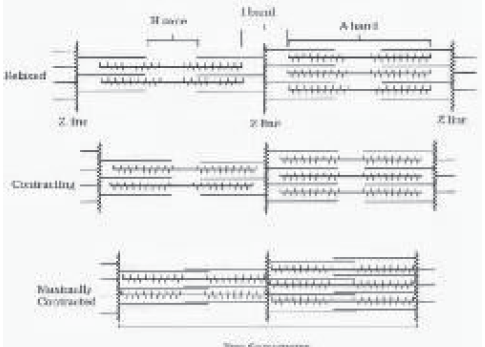 Notes Chapter 20 Locomotion and Movement