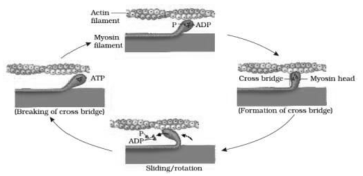 Notes Chapter 20 Locomotion and Movement