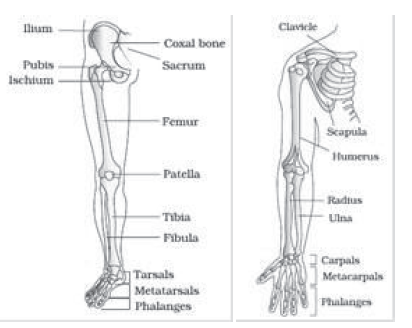 Notes Chapter 20 Locomotion and Movement