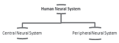 Notes Chapter 21 Neural Control and Coordination