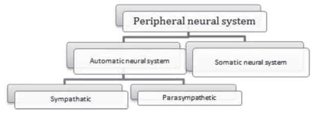 Notes Chapter 21 Neural Control and Coordination