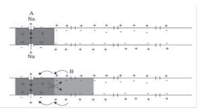 Notes Chapter 21 Neural Control and Coordination