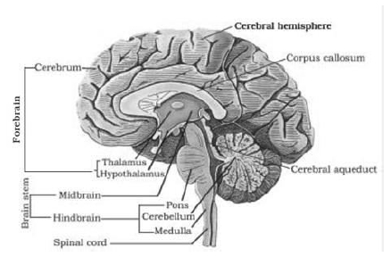 Notes Chapter 21 Neural Control and Coordination