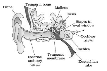 Notes Chapter 21 Neural Control and Coordination