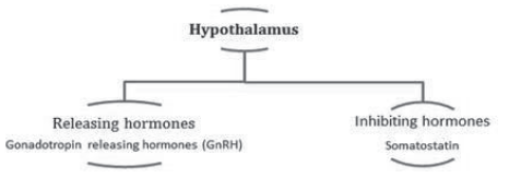 Notes Chapter 22 Chemical Coordination and Integration