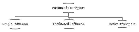 Notes Chapter 11 Transport in Plants