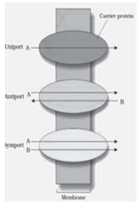 Notes Chapter 11 Transport in Plants