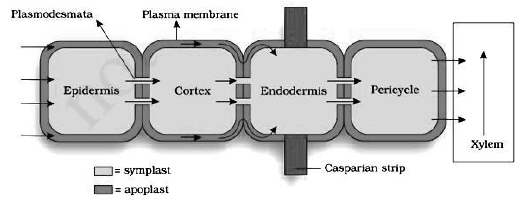 Notes Chapter 11 Transport in Plants