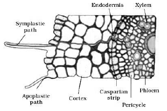 Notes Chapter 11 Transport in Plants