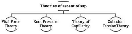 Notes Chapter 11 Transport in Plants