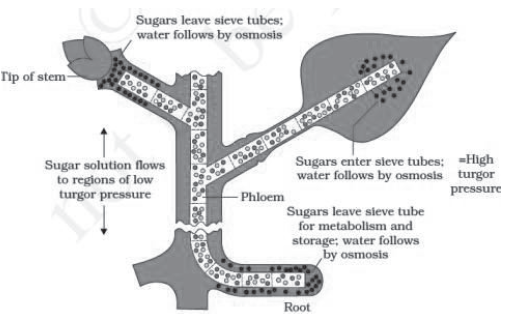 Notes Chapter 11 Transport in Plants