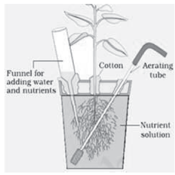 Notes Chapter 12 Mineral Nutrition