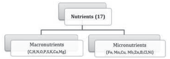 Notes Chapter 12 Mineral Nutrition