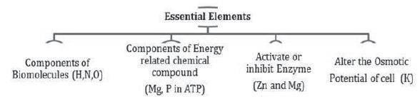 Notes Chapter 12 Mineral Nutrition