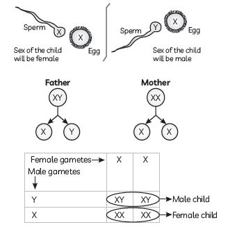Exam Question for Class 10 Science Chapter 9 Heredity And Evolution