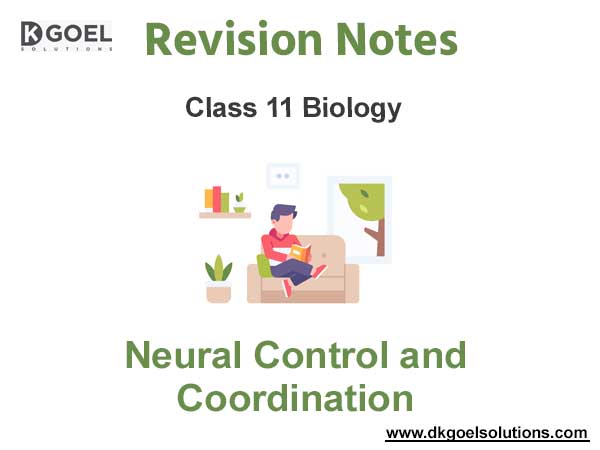 Neural Control and Coordination class 11 notes