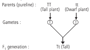 Sample Paper Class 10 Science Term 2 Set A