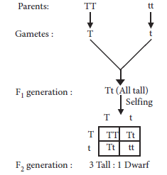 Sample Paper Class 10 Science Term 2 Set C