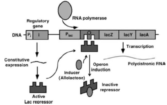 Notes for Class 12 Biology Chapter 6 Molecular Basis of Inheritance