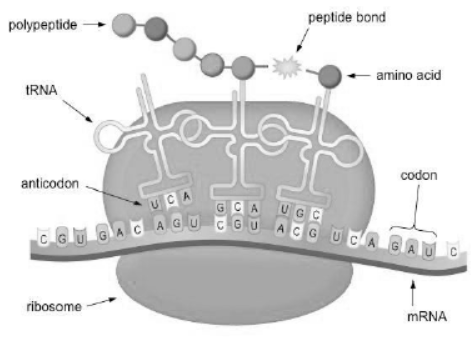 Notes for Class 12 Biology Chapter 6 Molecular Basis of Inheritance