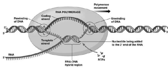 Notes for Class 12 Biology Chapter 6 Molecular Basis of Inheritance