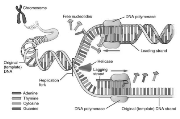 Notes for Class 12 Biology Chapter 6 Molecular Basis of Inheritance