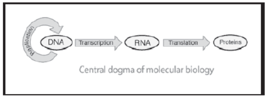 Notes for Class 12 Biology Chapter 6 Molecular Basis of Inheritance