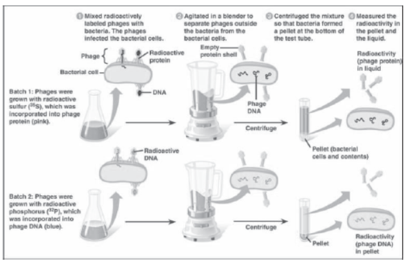 Notes for Class 12 Biology Chapter 6 Molecular Basis of Inheritance