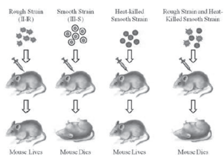 Notes for Class 12 Biology Chapter 6 Molecular Basis of Inheritance