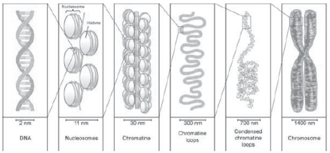 Notes for Class 12 Biology Chapter 6 Molecular Basis of Inheritance