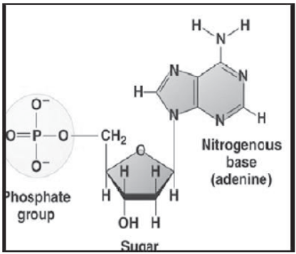 Notes for Class 12 Biology Chapter 6 Molecular Basis of Inheritance